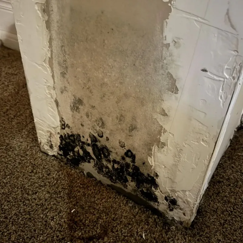Professional Mold Removal in Sudley, VA